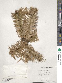 Cunninghamia lanceolata image