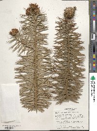 Cunninghamia lanceolata image