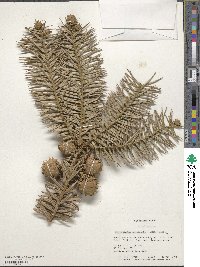 Cunninghamia lanceolata image