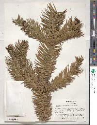 Cunninghamia lanceolata image