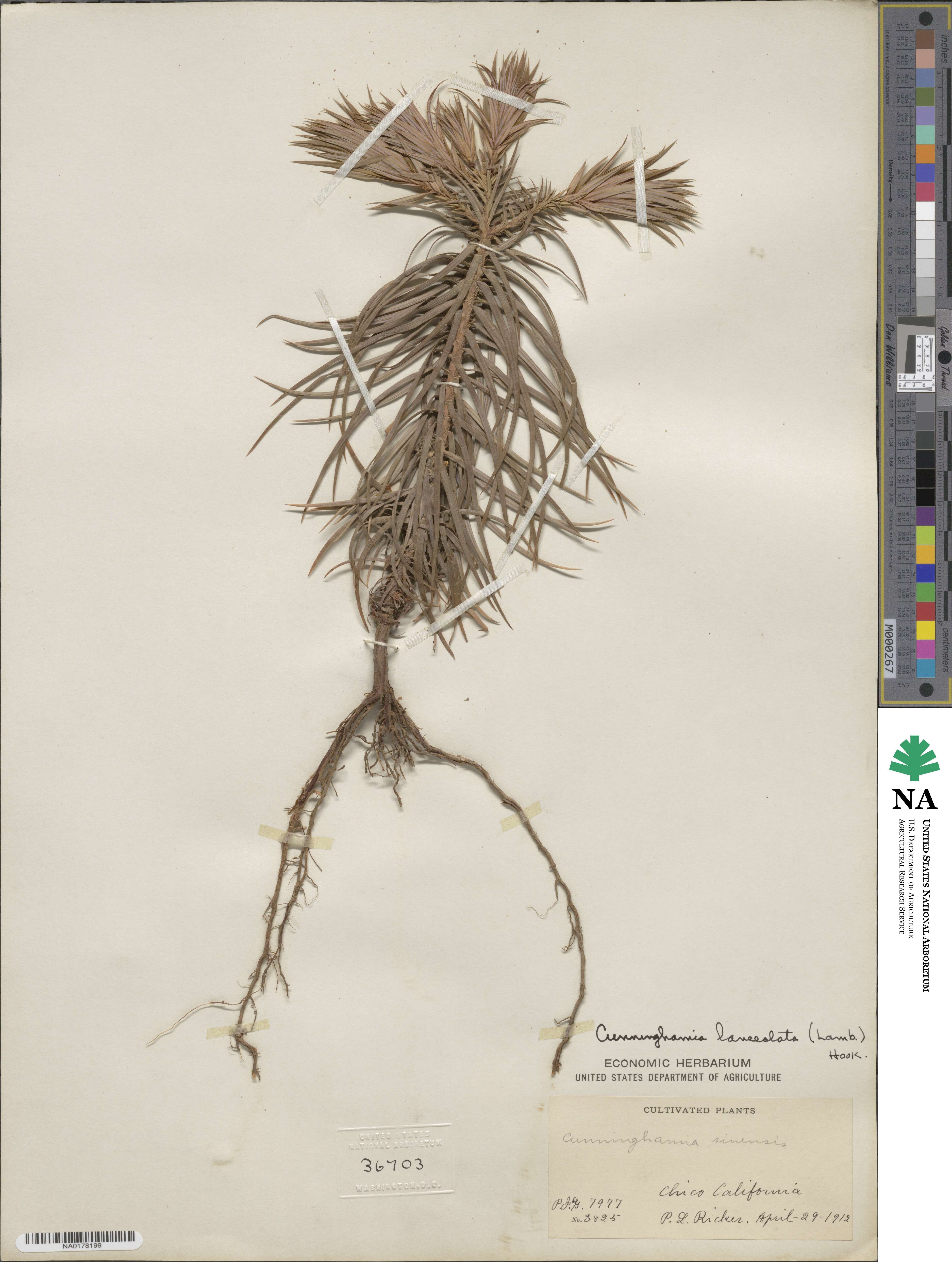 Cunninghamia lanceolata image