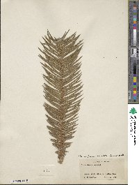 Cunninghamia lanceolata image