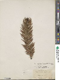 Cunninghamia lanceolata image