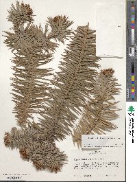 Cunninghamia lanceolata image