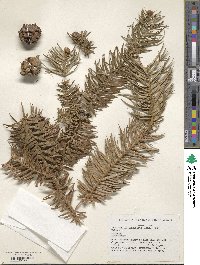 Cunninghamia lanceolata image