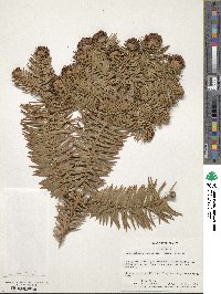 Cunninghamia lanceolata image