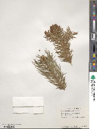 Cunninghamia lanceolata image