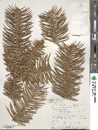 Cunninghamia lanceolata image