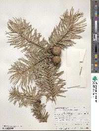 Cunninghamia lanceolata image