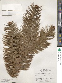 Cunninghamia lanceolata image