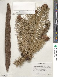 Cunninghamia lanceolata image