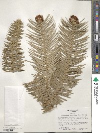 Cunninghamia lanceolata image