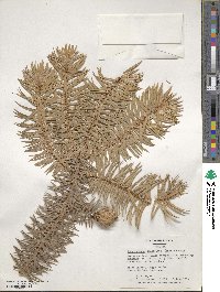 Cunninghamia lanceolata image