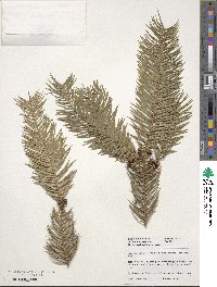 Cunninghamia lanceolata image