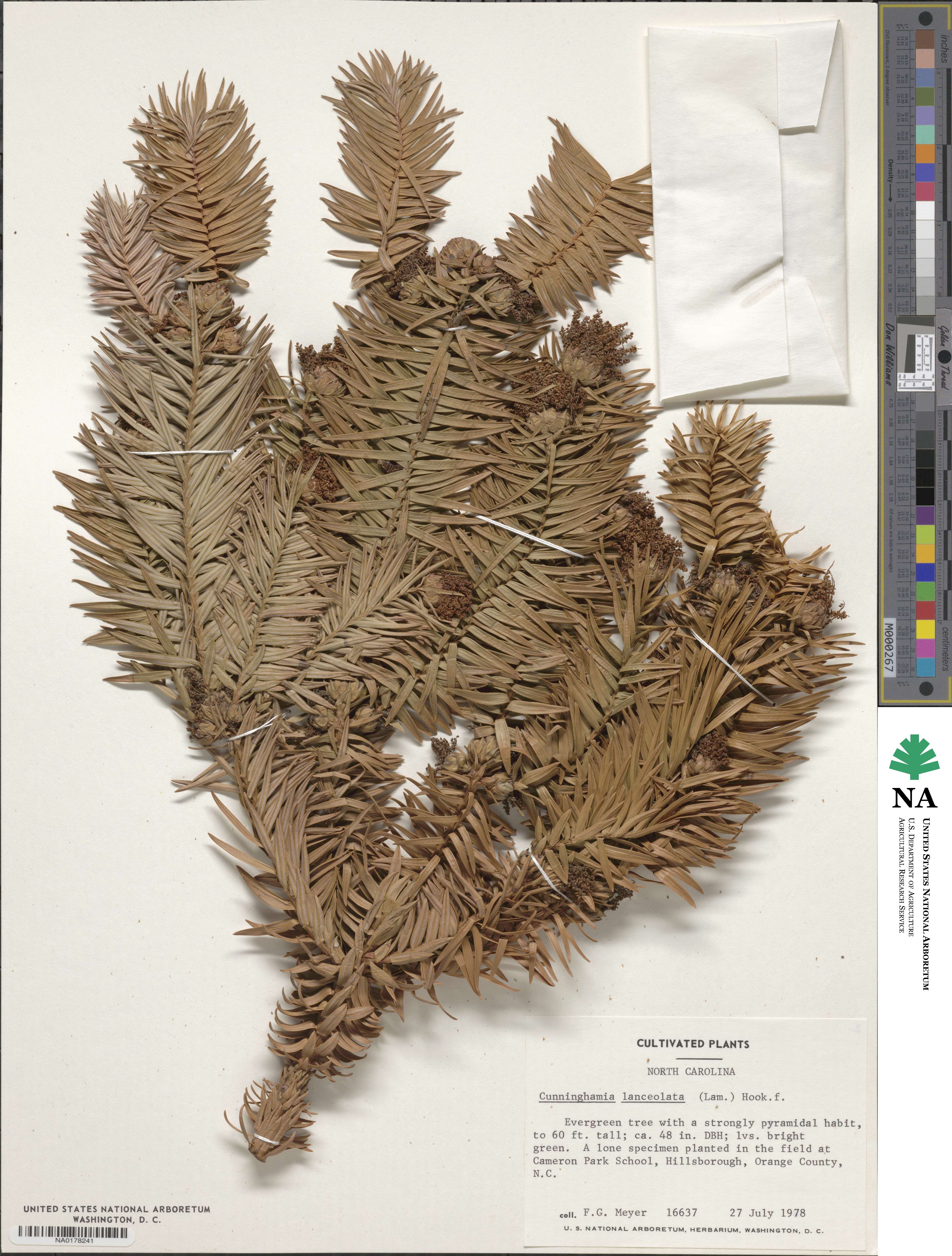Cunninghamia lanceolata image