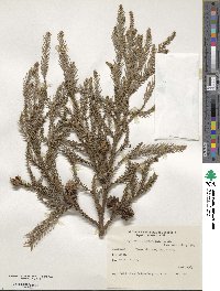 Cryptomeria japonica image