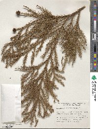 Cryptomeria japonica var. japonica image