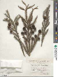 Cryptomeria japonica image