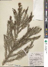 Cryptomeria japonica var. japonica image