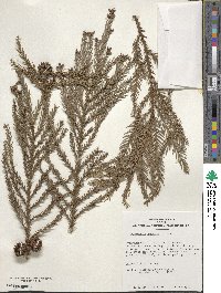 Cryptomeria japonica var. japonica image