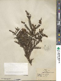 Cryptomeria japonica image