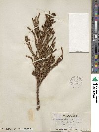 Cryptomeria japonica image