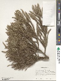 Cryptomeria japonica image