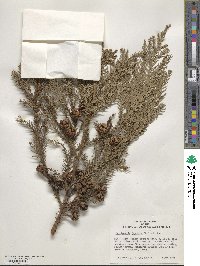 Cryptomeria japonica var. japonica image