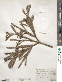 Cryptomeria japonica image