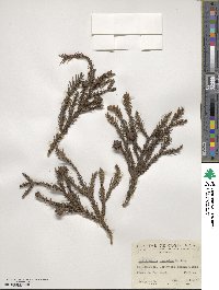 Cryptomeria japonica image