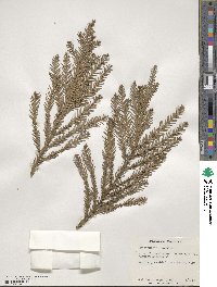 Cryptomeria japonica image