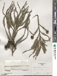 Cryptomeria japonica image