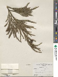 Cryptomeria japonica image