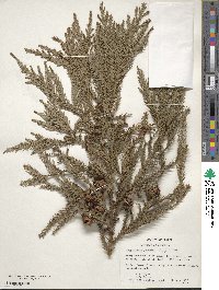 Cryptomeria japonica var. japonica image