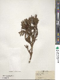 Cryptomeria japonica image