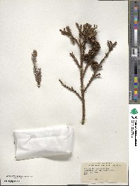 Cryptomeria japonica image