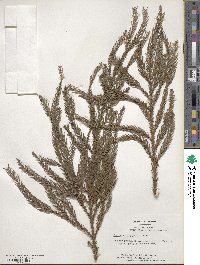 Cryptomeria japonica var. japonica image