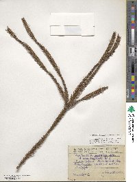 Cryptomeria japonica var. japonica image