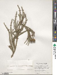 Cryptomeria japonica image