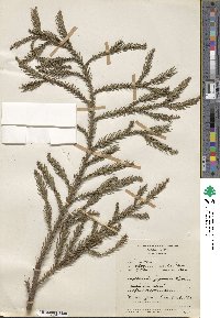 Cryptomeria japonica image