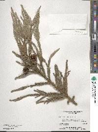 Cryptomeria japonica image