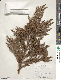 Cryptomeria japonica var. japonica image