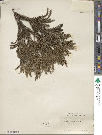 Cryptomeria japonica var. japonica image