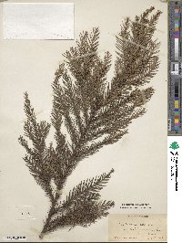 Cryptomeria japonica var. japonica image