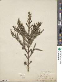 Cryptomeria japonica var. japonica image