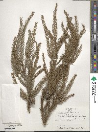 Cryptomeria japonica image