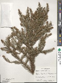 Cryptomeria japonica image