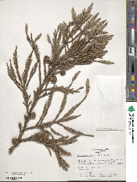 Cryptomeria japonica image