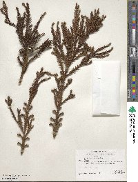 Cryptomeria japonica image