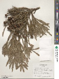 Cryptomeria japonica image